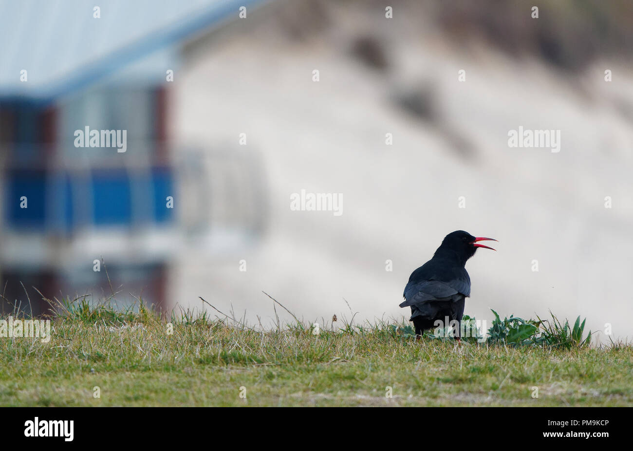 Newquay, UK. 18th Sep 2018. Cornwall`s most iconic bird The Cornish Chough (Pyrrhocorox) Featuring on the County Coat of Arms, Returned to Cornwall in 2001 after a 50 year absence shows up for lunch at the Headland Hotel, Newquay.18th, September, 2018  Robert Taylor/Alamy live news Newquay, Cornwall, UK. Credit: Robert Taylor/Alamy Live News Stock Photo